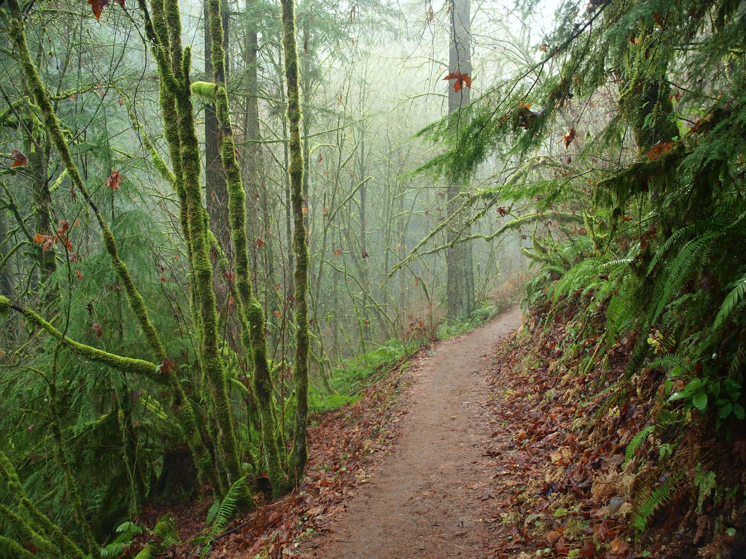 ACTION REQUEST Forest Park Use Meeting Oregon Equestrian Trails